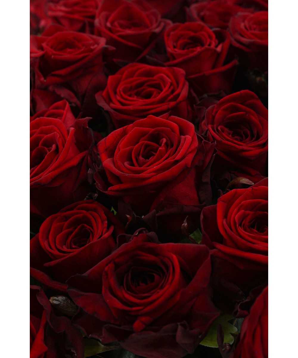 50 Save Naomi! - most beautiful red rose