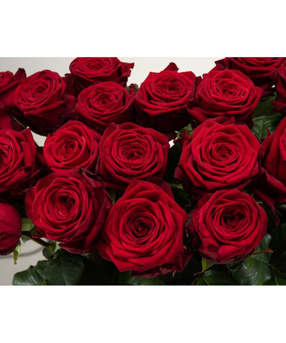 Buy 24 red roses?
