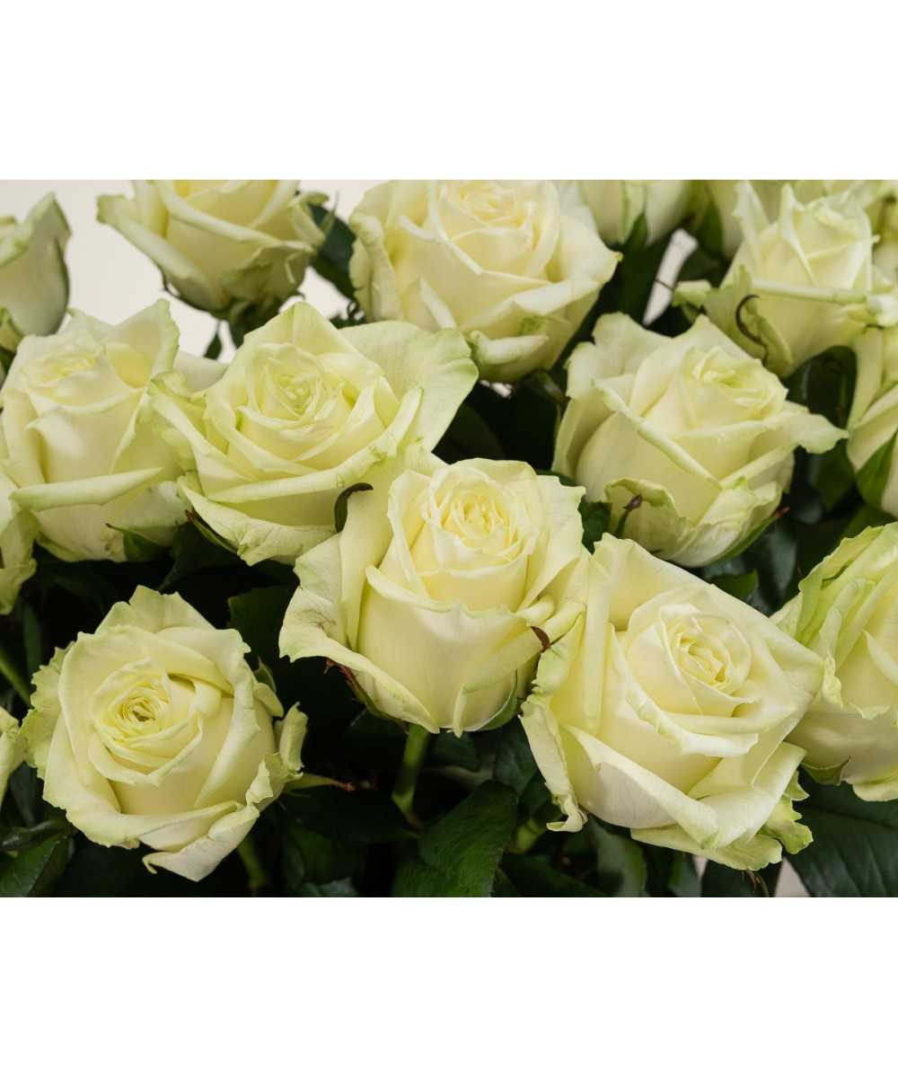 Bestellen Sie 24 weiße Rosen von White Naomi