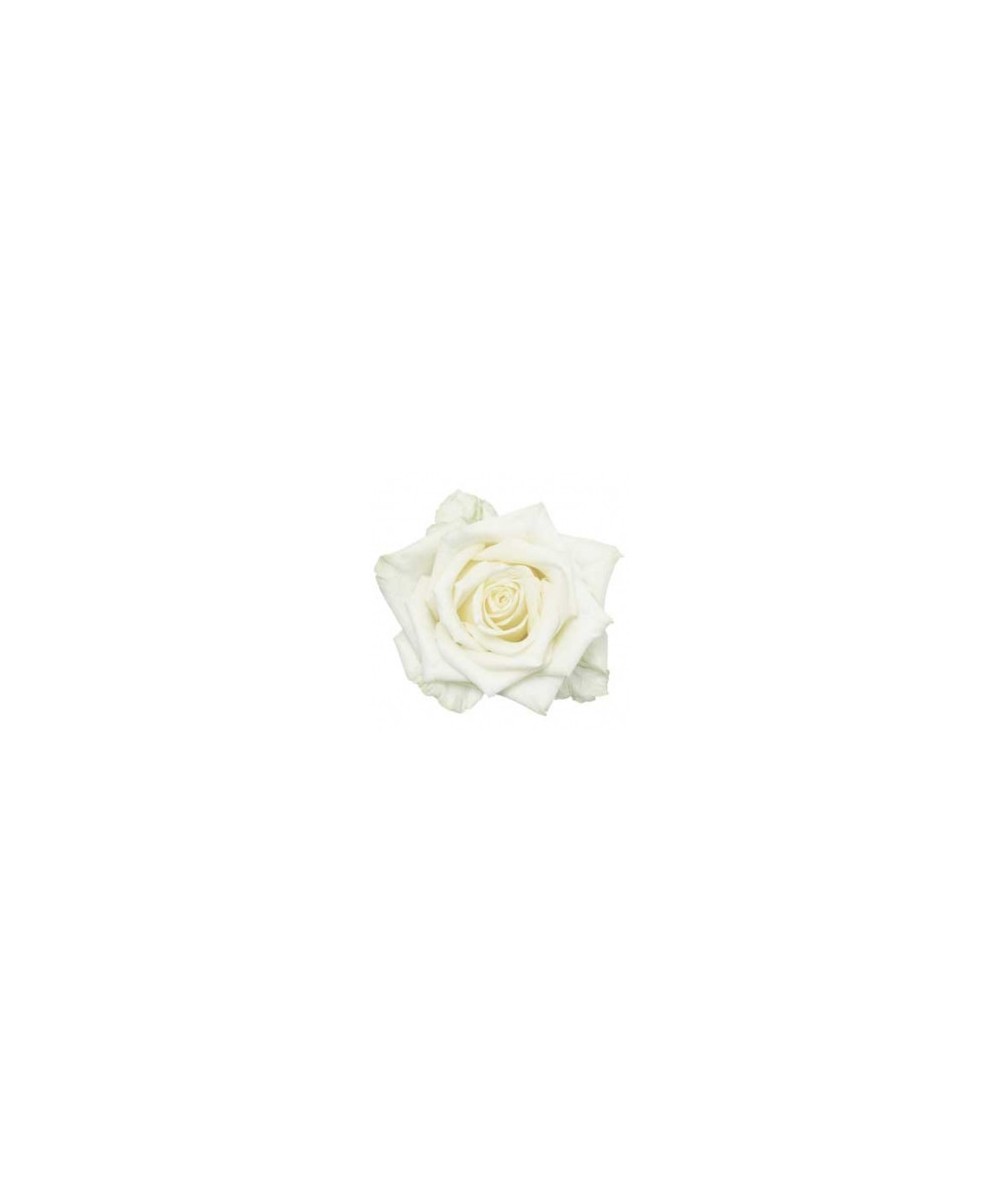 White Naomi - Witte rozen - 50 stuks