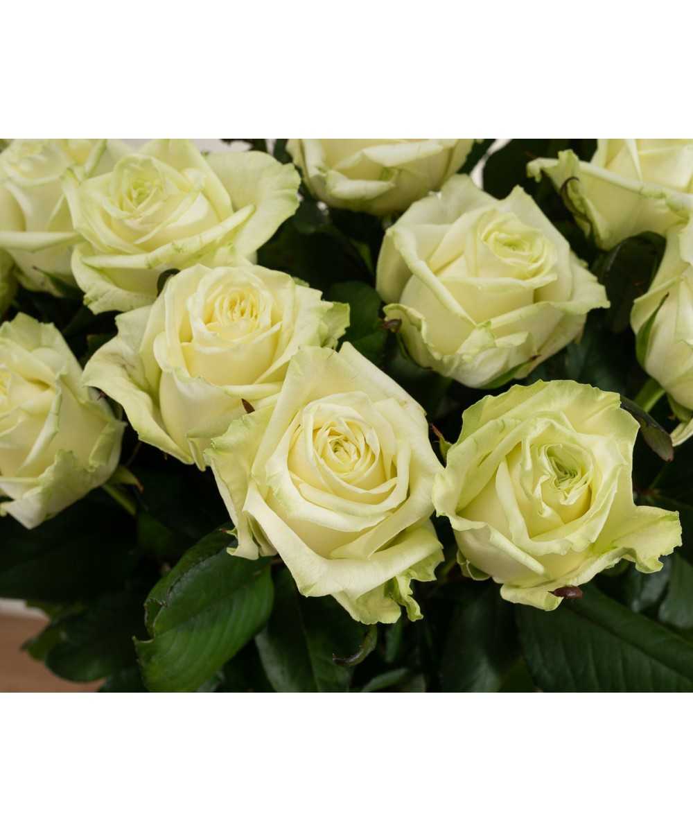 Bestellen Sie 24 weiße Rosen von White Naomi