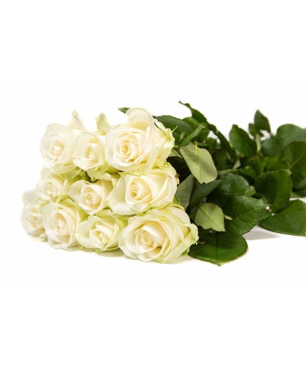Order 24 Avalanche+ white roses