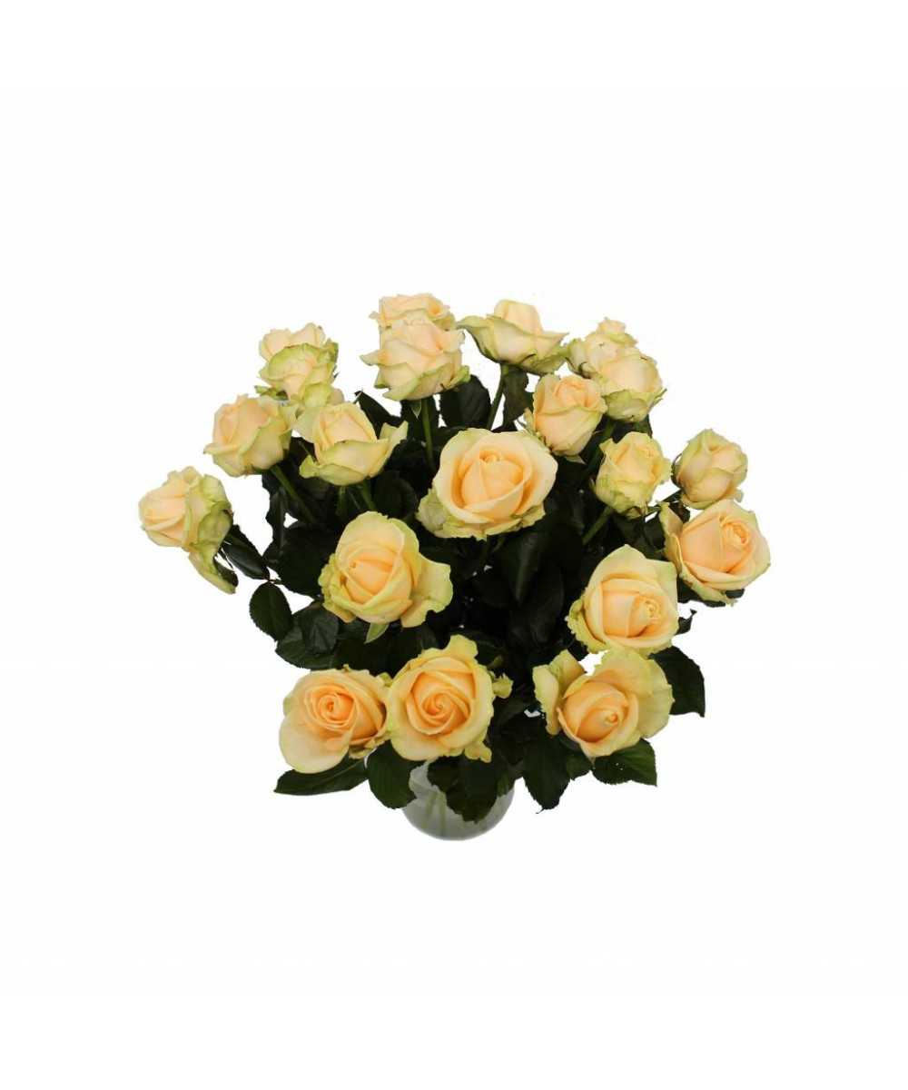 Bestellen Sie 100 Peach Avalanche+ Rosen