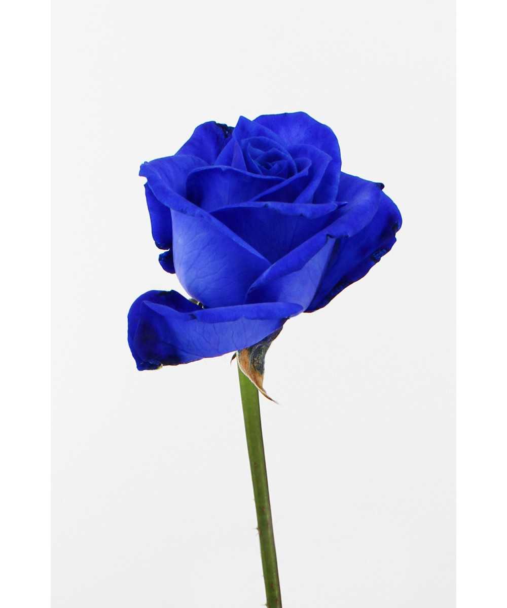 Blaue Rosen bestellen?