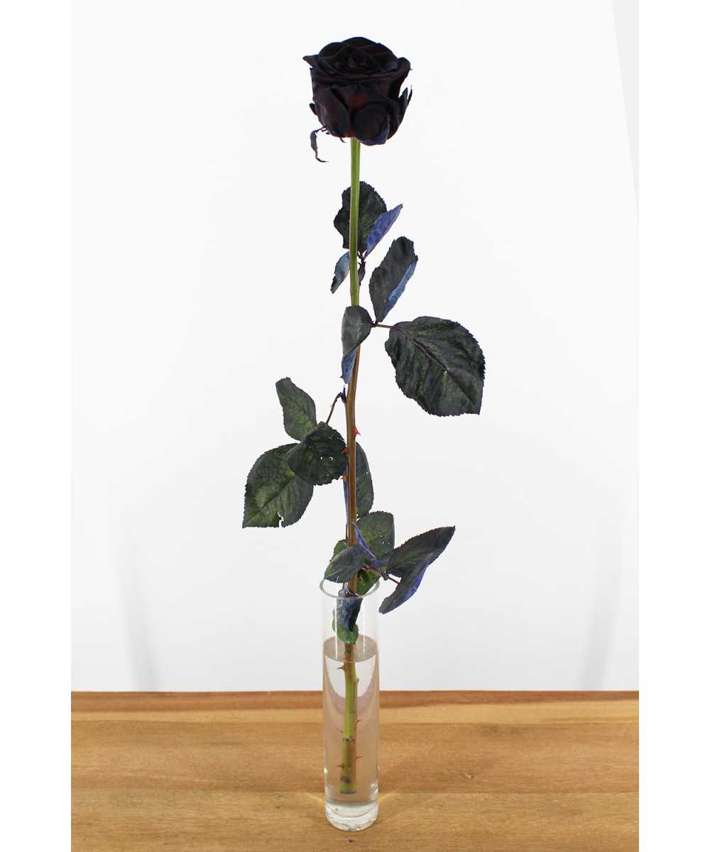 Schwarze Rose