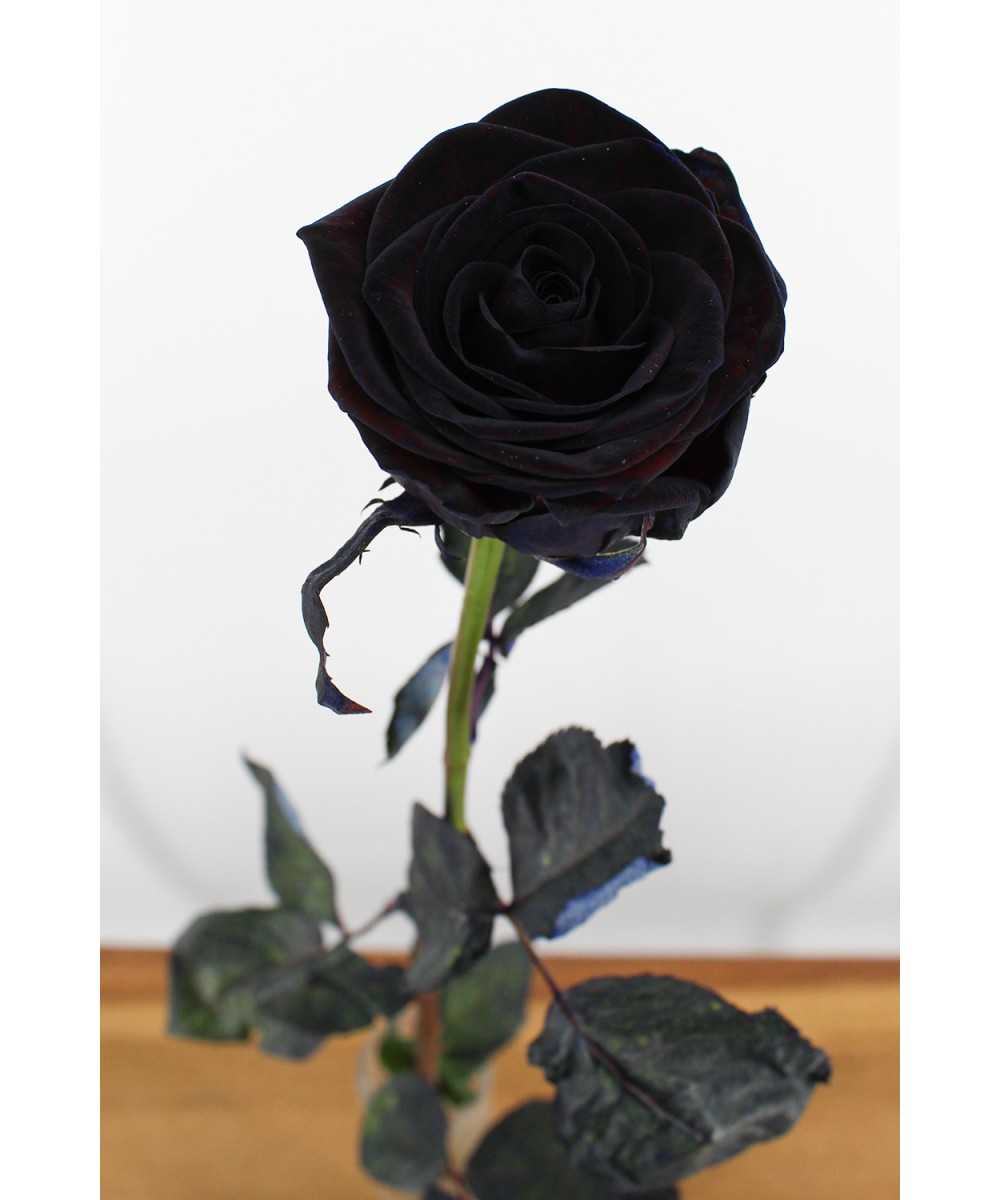 Schwarze Rose