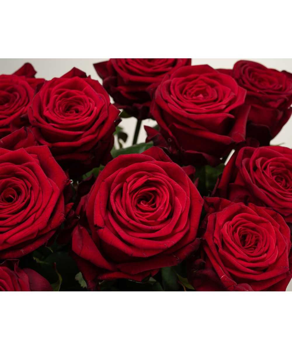 1 dz. Save Naomi! - most beautiful red rose REGULAR