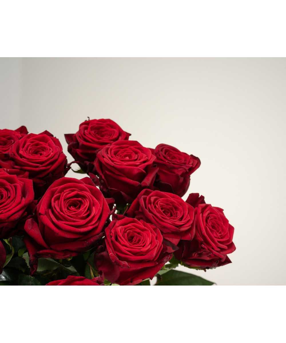 1 dz. Save Naomi! - most beautiful red rose REGULAR