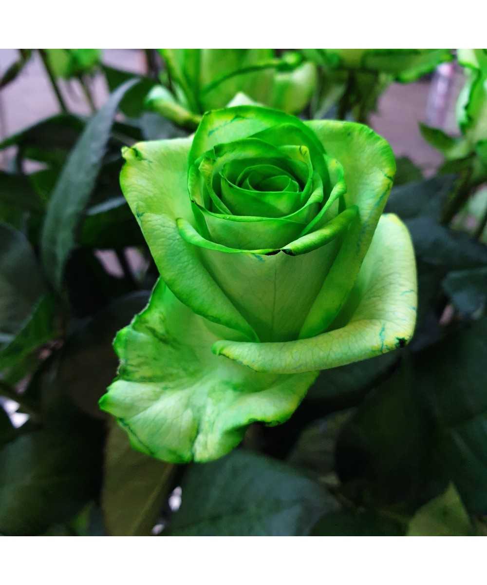 Groene rozen