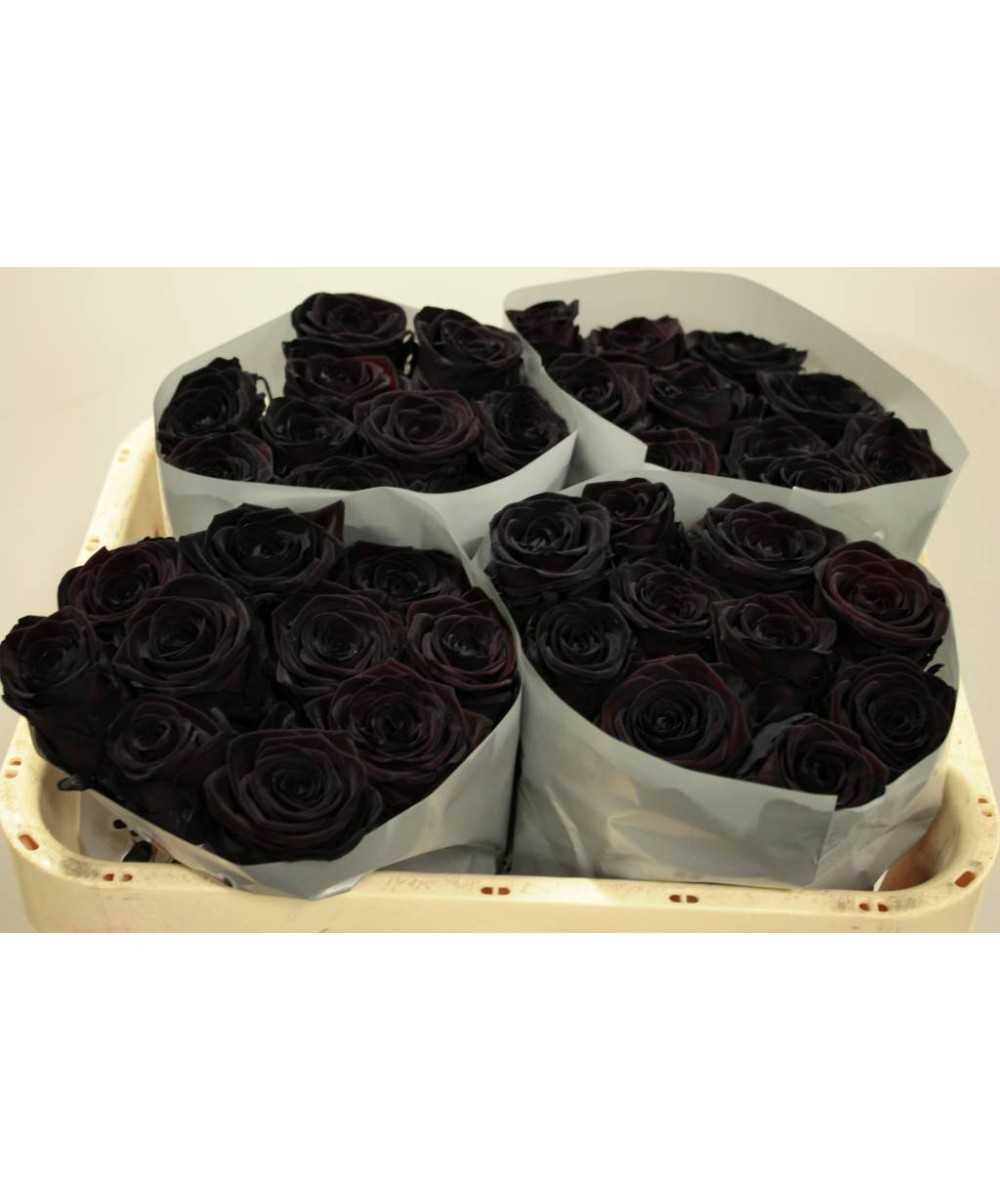 Schwarze Rose