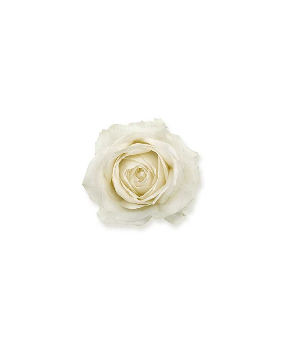 Avalanche+ Roses - White Roses 12 pcs