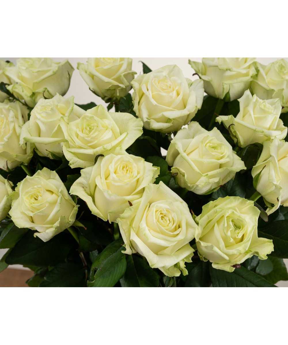 White Naomi 12 Stück weiße Rosen