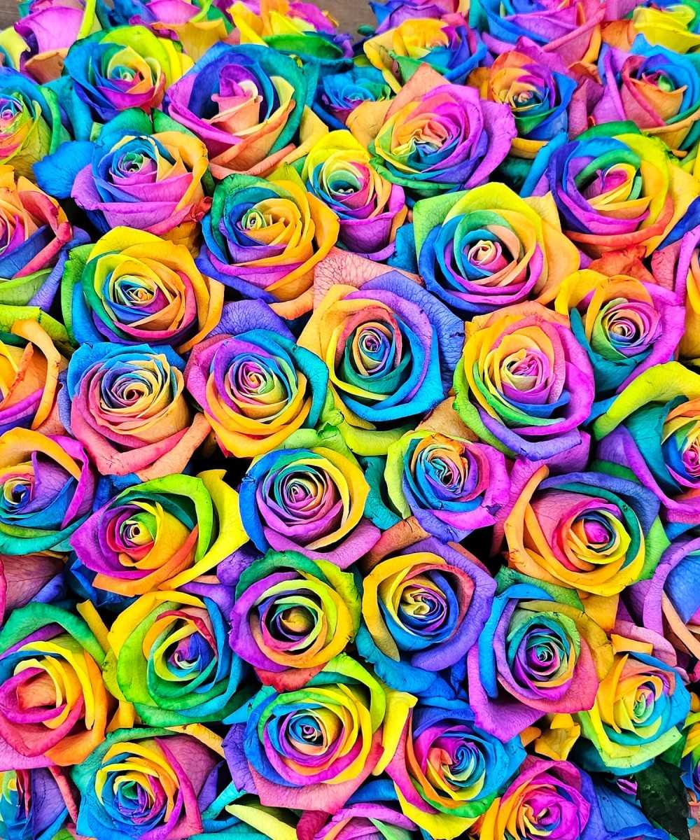 Funeral piece Rainbow heart Medium (+100 roses)