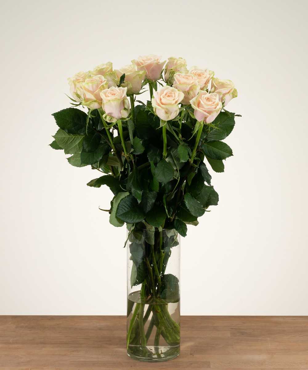 Avalanche+ Roses - White Roses 12 pcs