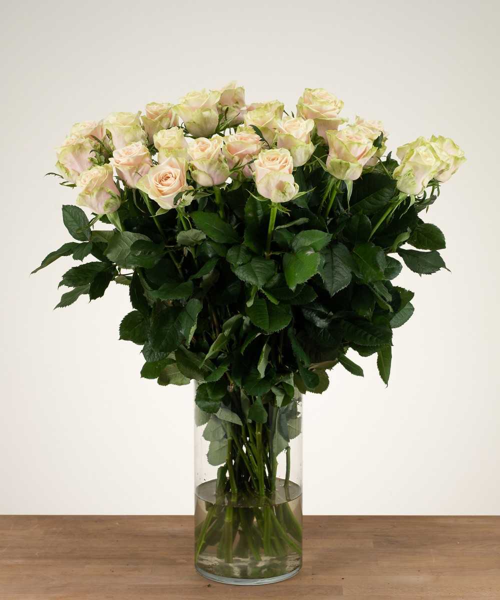 Order 24 Avalanche+ white roses