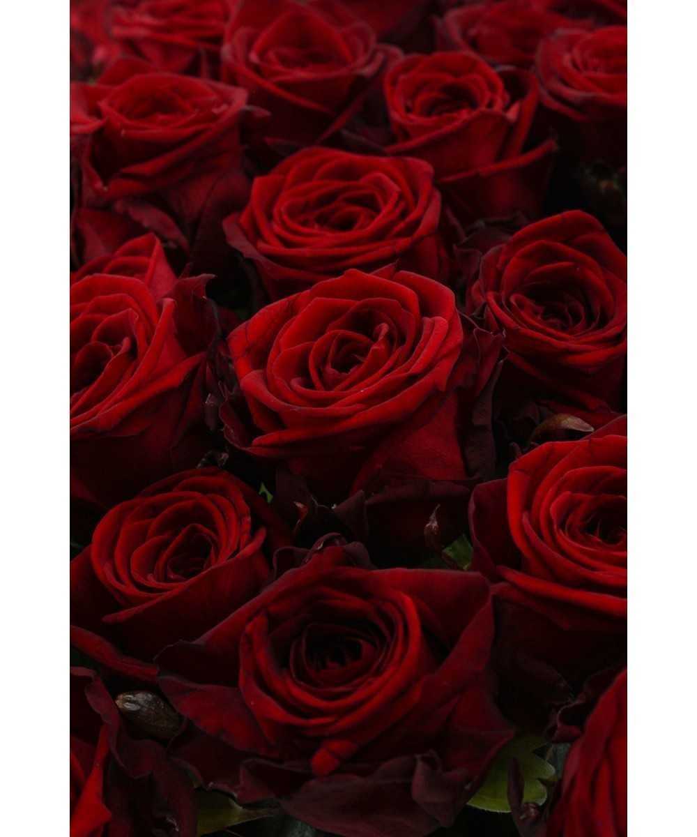 Save Naomi! Buy red roses 50 pieces? | 10 day warranty