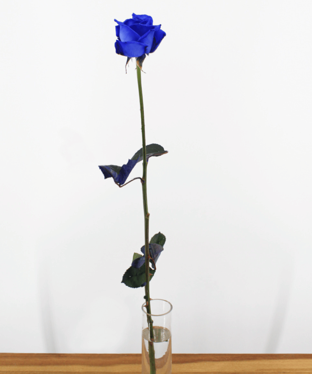 Order blue roses?