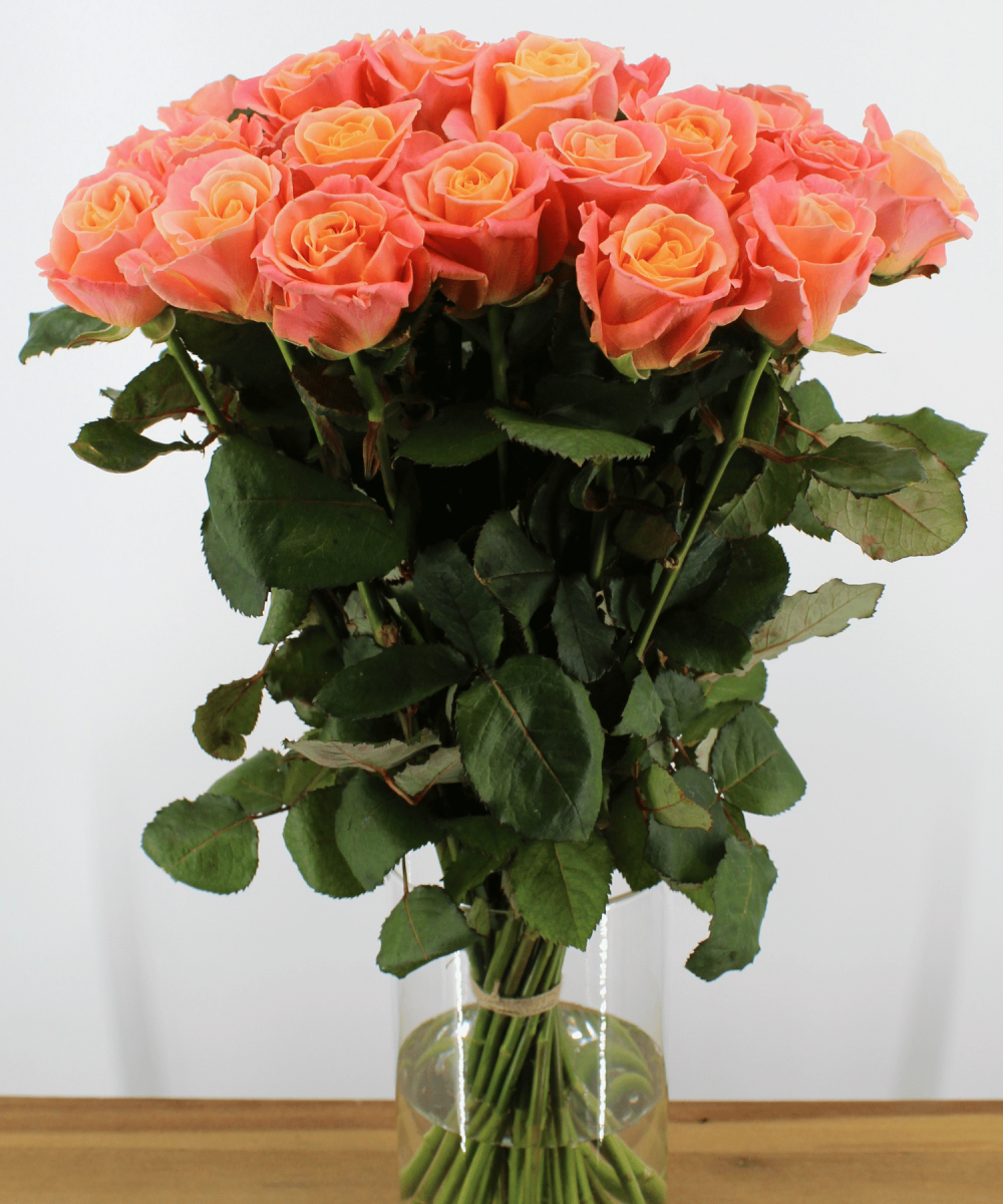 Miss Piggy - zalmroze oranje kleurige Rozen - 24 stuks