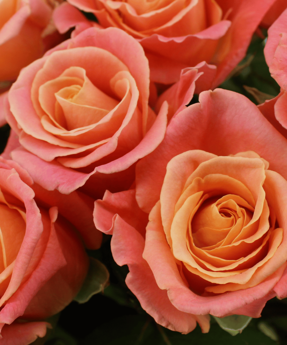 12 Miss Piggy+ Roses – Stunning Salmon Pink & Orange Roses