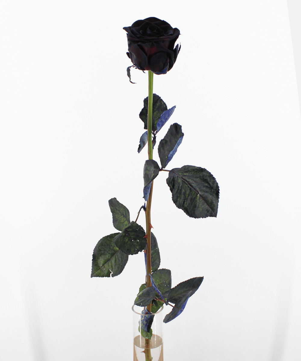 Schwarze Rose