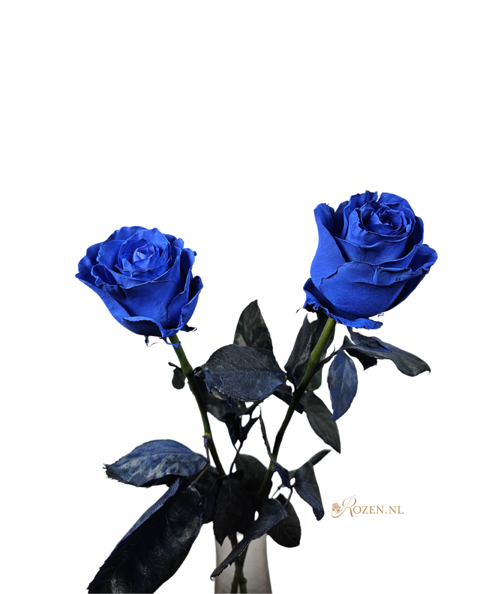 Bestellen Sie 24 blaue Rosen