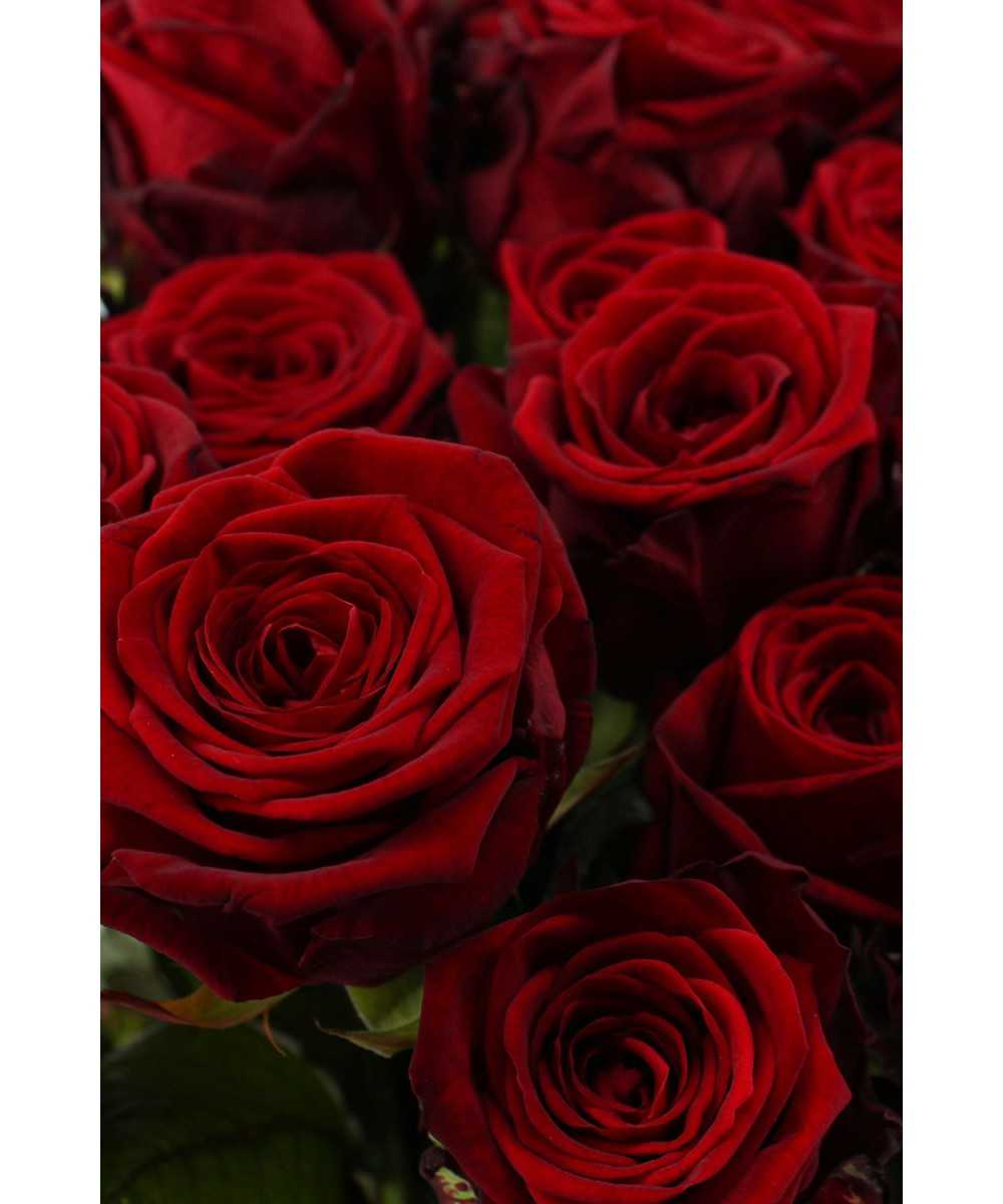 Red Naomi! Buy red roses 100 pieces? | 10 day warranty